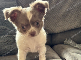 Chihuahua puppies