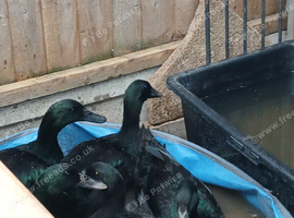 Free Male and female cayuga ducks