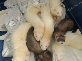 Ferret kits for sale both jill and hobs 3 litters