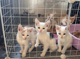 Boy kittens for sale