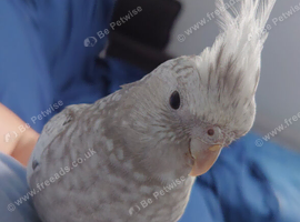 Hand reread hand tame DNA sexed female cockatiel