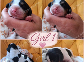 Tricolour  pups 1 girl 2 boys still available