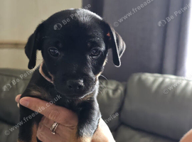 Jack Russell Puppies for Sale