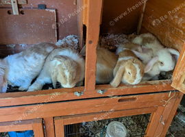 6 Baby mini lops for sale