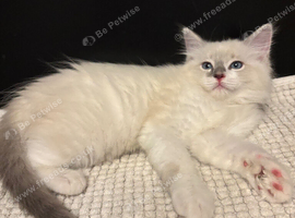 Crisp white lilac tone ragdoll stunning boy