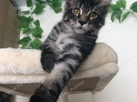 4-month Tica female kitten
