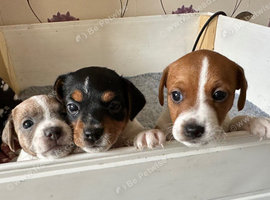 Jack Russell puppies