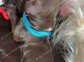Working Sprocker spaniel puppies