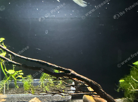 Free baby and adult guppies in Dunstable