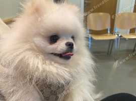 KC Registered Tiny 2kg Pomeranian For Stud