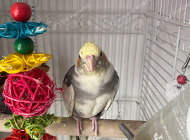 X2 cockatiel