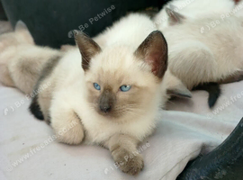 Siamese kittens ready in 7 weeks