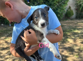 Collie/whippet