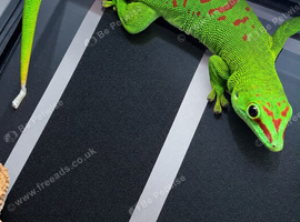 Madagascar gaint day gecko