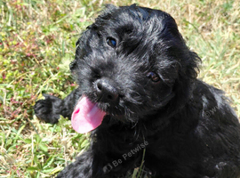 Fabulously Fluffy Cockalier-a-Poo Puppies &ndash; Ready Soon!