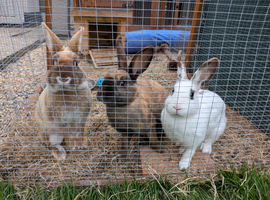 3 bonded bunnies