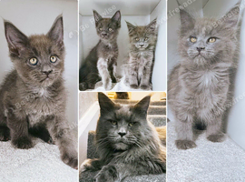 Ready now - Blue Maine coon kittens - DNA health tested parents