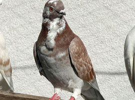 Figurines pigeon