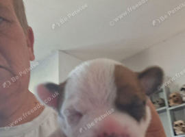 3 male jug puppies for sale