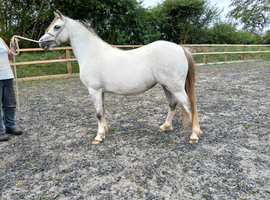 4yr old Welsh Section A