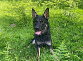 Czech German Shepard