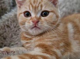 scottish fold kittens  READY FOR NEW HOMES