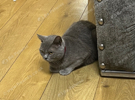 Lovely British shorthair female cat
