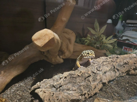 Leopard gecko