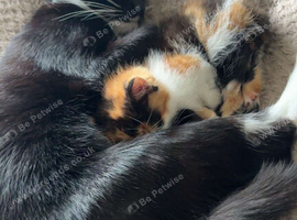 Beautiful calico kitten