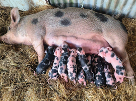 Piglets (TamworthPetrain) cross (BerkshireGlosteroldspot)