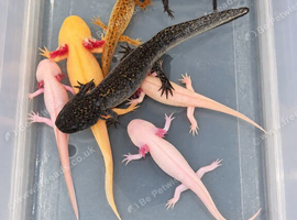 Axolotls &pound;10 each