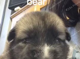 SHEPSKY FOR SALE