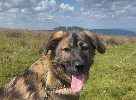 Caucasian shepherd pup