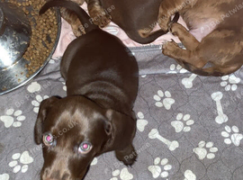 Lovely solid chocolate female