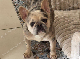 Merl French bulldog bitch