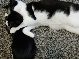 Loving Home/s Needed