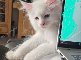 Male Main Coon kitten