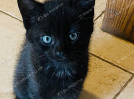 Lovely Playful Kittens Ready Now