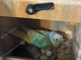 Conures pair