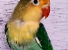Baby love birds