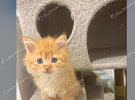 Gawgus little boy