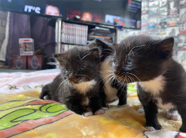 Siamese mix kittens