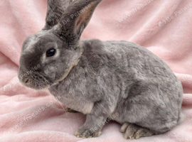 Mini plush lop x mini rex doe