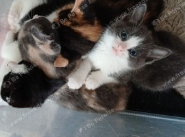 4 beautiful kittens for sale 3 girls and 1 boy