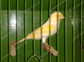 Mosaic canary male