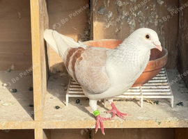 Saddle racing pigeons