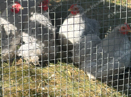 Lavender pekins
