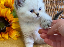 ABSOULETLY OUTSTANDING PURE BREED BSH