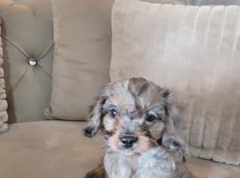 Miniature Merle cavapoo girl ready now