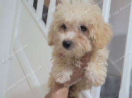Asian maltipoo
